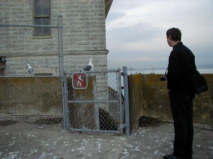 Western Gulls with Pete for size comparison<br>Location: <a href="https://www.google.com/maps/search/?api=1&query=37.82635,-122.42145" target="_new">Alcatraz Island</a>